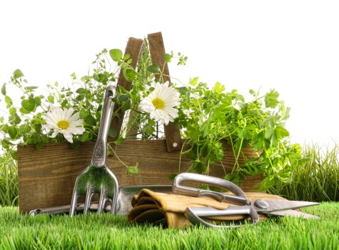 Stratford property with garden beds and overgrowth prepared for transparent cleanup pricing
